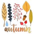 Autumn decoration set with leaves, berries and feathers. Vector collection for holiday design Royalty Free Stock Photo