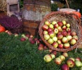 Autumn decoration, wooden barrel, red and green apples in a wicker basket on straw, pumpkins, squash, heather flowers Royalty Free Stock Photo