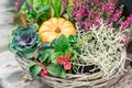 Autumn decorative composition in Wicker basket - orange decorative pumpkin, cabbage, blooming heather assembled together