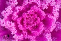 Pink decorative fall kale cabbage, macro shot