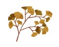 Autumn Decorative Tree Branch With Leaf. Fall Twig Of Foliage Plant. Leaves Of Adiantum. Modern Botanical Flat Vector