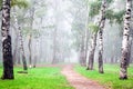 Autumn deep fog in the morning birch grove