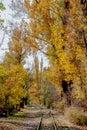 Autumn deep forest and railroad. Railway through the forest. Beautiful nature landscape Royalty Free Stock Photo