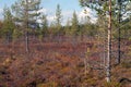 Autumn in Deep Taiga Forest, Finland Royalty Free Stock Photo