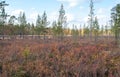 Autumn in Deep Taiga Forest, Finland Royalty Free Stock Photo