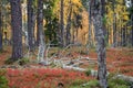 Autumn in Deep Taiga Forest, Finland Royalty Free Stock Photo