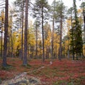 Autumn in Deep Taiga Forest, Finland Royalty Free Stock Photo