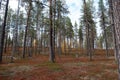 Autumn in Deep Taiga Forest, Finland Royalty Free Stock Photo