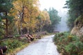 Autumn Deerpark and Djouce Woods, Ireland