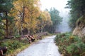 Autumn Deerpark and Djouce Woods, Ireland Royalty Free Stock Photo