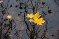 autumn, defoliation