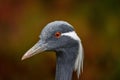 Autumn Demoiselle Crane, Anthropoides virgo, bird hidden in the grass near the water. Detail portrait of beautiful crane. Bird in Royalty Free Stock Photo