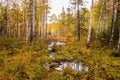 Autumn dense yellow forest with a path and puddles. Taiga. wild nature