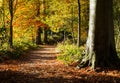 Autumn in Derbyshire Royalty Free Stock Photo