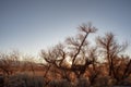 Autumn in desert valley and nearly bare tree branches Eastern Sierra Nevada, California Royalty Free Stock Photo