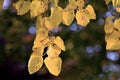 Autumn design of yellow leaves, great scene for wallpaper or poster. Royalty Free Stock Photo