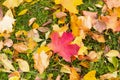 Autumn design background colorful flora of fallen red yellow maple leaves on a green grass background