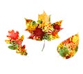 Autumn design of colorful leaves