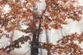 Autumn detail branch with red leaves