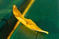 Autumn detail of a yellow leaf on a green bench in a park