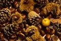 autumn details. chestnuts in shell, pine cones, red fruits, apple