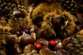 autumn details. chestnuts in shell, pine cones, red fruits