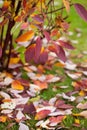 Autumn Details. Lonely beautiful autumnal tree and green grass. Royalty Free Stock Photo