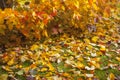 Autumn Details. Lonely beautiful autumnal tree and green grass. Royalty Free Stock Photo