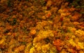 Autumn details and textures with orange, yellow and red color shades. Nature aerial photo used for backgrounds