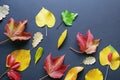 Autumn. Different colorful leaves on black background. Copy space