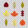 Autumn different leaves set in flat style. Red, green, yellow, orange leaf on transparent background. Maple, spruce, oak Royalty Free Stock Photo