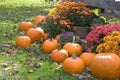 Autumn Display Royalty Free Stock Photo