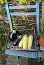 Autumn display of corn on the cob and aubergines