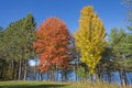 Autumn Display in the North Woods