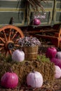 Fall Display of Pink Pumpkins and Flowers