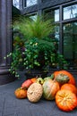Autumn Display with Pumpkins and Gourds outside of a City Building Royalty Free Stock Photo