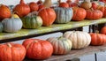 Pumpkins. Agriculture. Variation. Autumn. Vibrant Colors. Decor