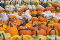 Pumpkins. Variation. Agriculture. Autumn. Vibrant Colors. Decor