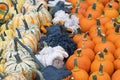 Pumpkins. Variation. Agriculture. Colors. Autumn. Vibrant. Decor