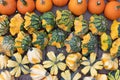 Pumpkins. Variation. Autumn. Agriculture. Vibrant Colors. Decor
