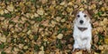 AUTUMN DOG BANNER BACKGROUNDS. CUTE JACK RUSSELL DOG SITTING ON TWO LEGS BEGGING FOOD ON YELLOW FALL LEAVES Royalty Free Stock Photo