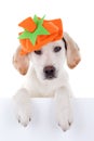 Thanksgiving Dog Royalty Free Stock Photo