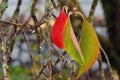 Autumn Dogwood Leaf Trio 02