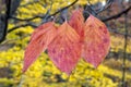 Autumn Dogwood Leaves in the Woods