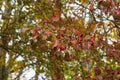 An Autumn Dogwood Tree with Red Berries