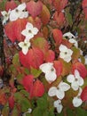 Autumn dogwood