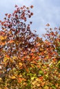 Autumn dressed trees Royalty Free Stock Photo