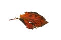 Autumn dried and darkened brown leaf of wild grape without a background. Royalty Free Stock Photo