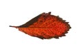 Autumn dried and darkened brown leaf of wild grape without a background. Royalty Free Stock Photo