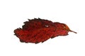 Autumn dried and darkened brown leaf of wild grape without a background. Royalty Free Stock Photo